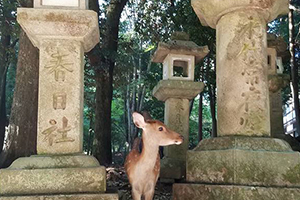 Deer in Japan
